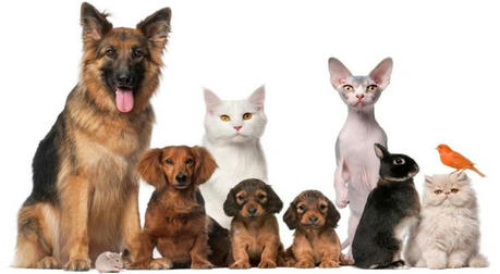 Comprehensive Guide to Pet Insurance
