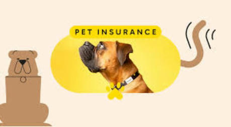 the complete guide to pet insurance protecting your furry friends