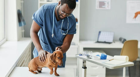 Pet Insurance: A Comprehensive Guide to Protecting Your Furry Friends in the U.S.