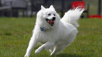 RESEARCH FULL COVERAGE PET INSURANCE PLANS: PROTECT YOUR FURRY FRIEND WITH AFFORDABLE PET INSURANCE